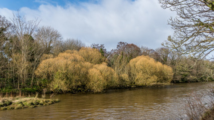 Fototapeta na wymiar Willow trees on the River Doon, Ayr.