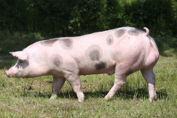 Young spotted pietrain pig with black spots on farm field