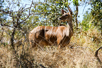 Kudu antelope in Savuti National Park, Botswana