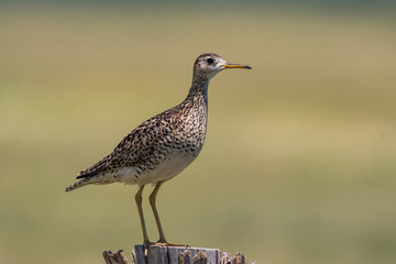 Upland Sandpiper on Northeast Colorado