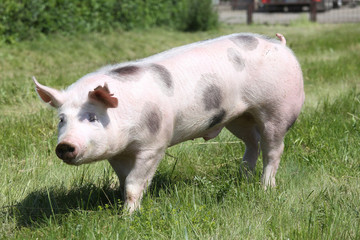 Fototapeta premium Side view photo of a pietrian young pig on the meadow
