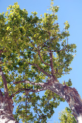 Bosquets fleuris au cœur de Saint-Tropez