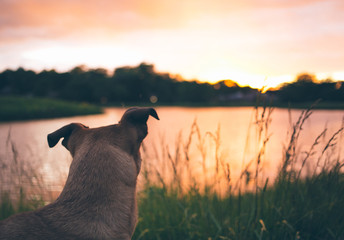 Dog Curiously Looking over Lake at Sunset