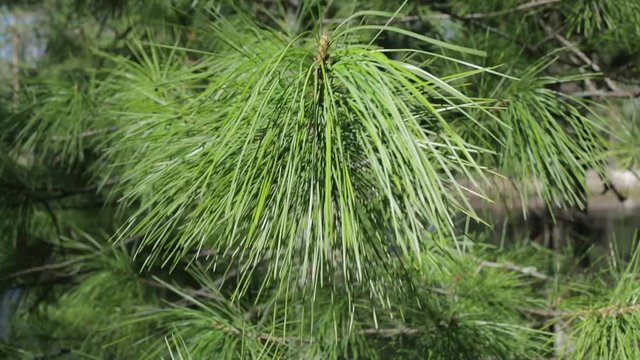 Siberian cedar branch close-up