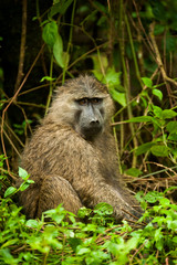 Baboons, Uganda