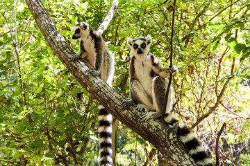 Ring-tailed lemurs in Isalo National Park, Madagascar