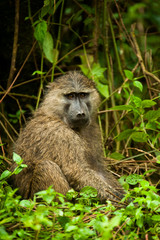Baboons, Uganda