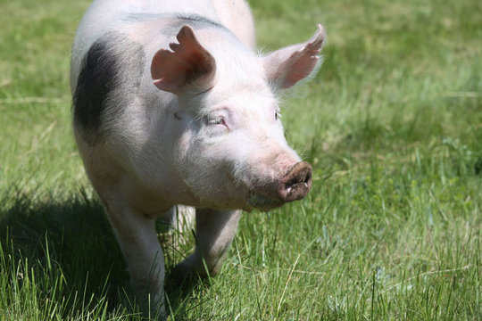 Closeup portrait of a pietrain breed pig