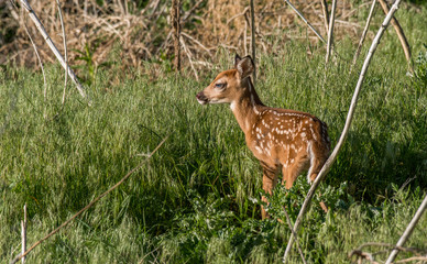 Baby Deer Fawn in Field