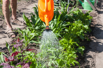 Garten gießen