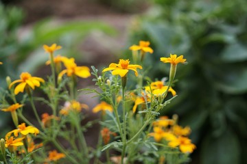 Yellow flower in nature. Slovakia