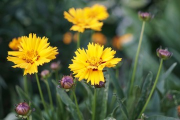 Yellow flower in nature. Slovakia