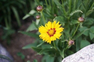 Yellow flower in nature. Slovakia