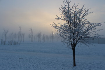 Fototapeta na wymiar Sunset and fog in the winter park