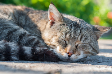 funny cat sweet sleeping on an asphalt road