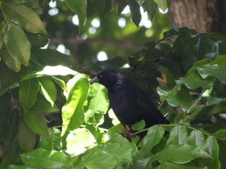 pájaro