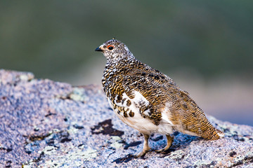 White-tailed Ptarmigan in Mid Plumage During Late Spring