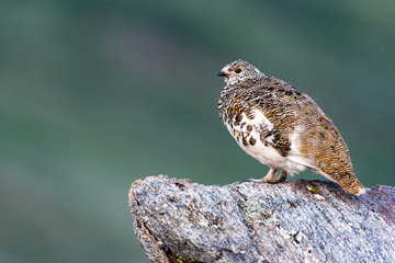 White-tailed Ptarmigan in Mid Plumage During Late Spring