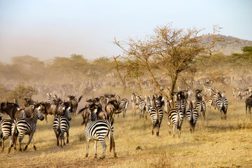 Fototapeta na wymiar Zebras and wildebeest during the big migration, Serengeti National Park, Tanzania