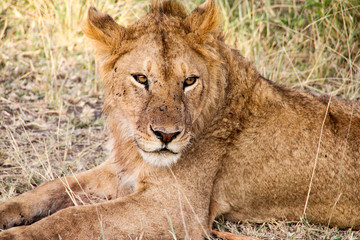 Young male lion in Serengeti National Park, Tanzania