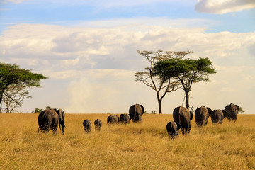 Elephants in Serengeti National Park, Tanzania - obrazy, fototapety, plakaty