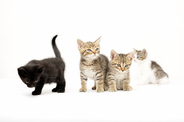 cats, ear, emotion, empty, expression, eyes, face,  felines, friendship, young, 