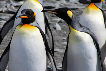 King penguins in Fortuna Bay, South Georgia, Antarctica