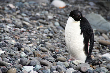 Naklejka premium Grumpy Adelie penguin in Antarctica