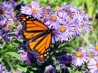 Obraz premium Toronto Lake Monarch butterfly on flowers 2013