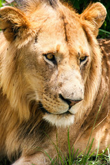 Beautiful lion in Maasai Mara National Park, Kenya