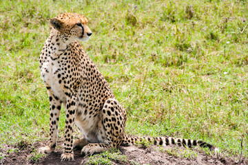 Beautiful cheetah in Maasai Mara National Park, Kenya