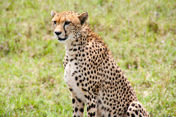 Beautiful cheetah in Maasai Mara National Park, Kenya