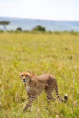 Beautiful cheetah in Maasai Mara National Park, Kenya