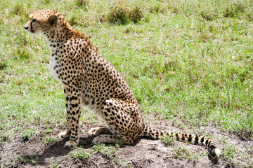 Beautiful cheetah in Maasai Mara National Park, Kenya