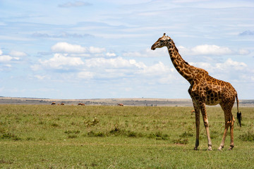 Naklejka na ściany i meble Giraffe in Maasai Mara National Reserve, Kenya
