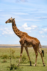 Giraffe in Maasai Mara National Reserve, Kenya