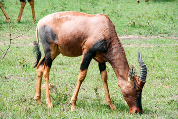 Topi Antelope, Masai Mara, Kenya