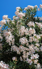 Blooming white oleander (Nerium oleander) bush