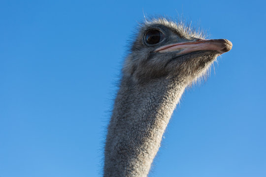Ostrich bird head  front portrait closeup  on a blue background