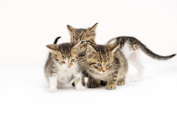 cats, ear, emotion, empty, expression, eyes, face,  friendship, young, 