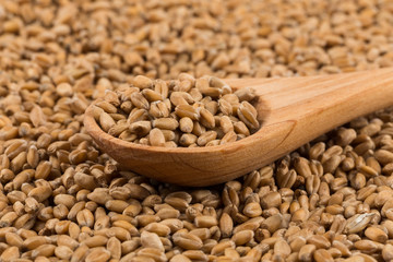 Wheat grain on white