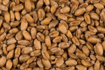 whole background of wheat grain