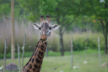 Close up portrait of a giraffe