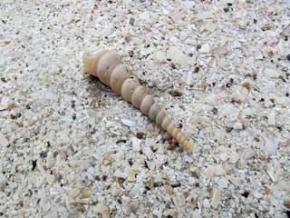 Sea shells background