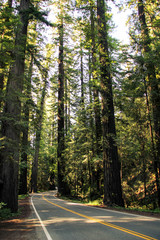 Avenue of the giants, California, United States