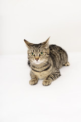 cat, animal, domestic, pet, mixed breed, young, wild, natural, young