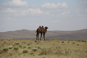 Mongolie