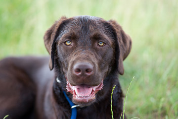 Portrait von einem jungen braunen labrador retriever hund welpen mit hellen intensiven Augen