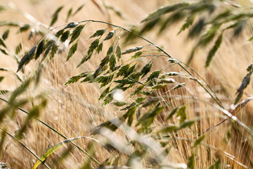 Roggen mit Hafer auf dem Feld, Landwirtschaft 