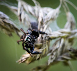 Spinne mit grünen Augen im Gras, Natur 